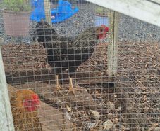 Rooster