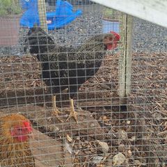 Rooster