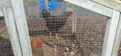 Rooster