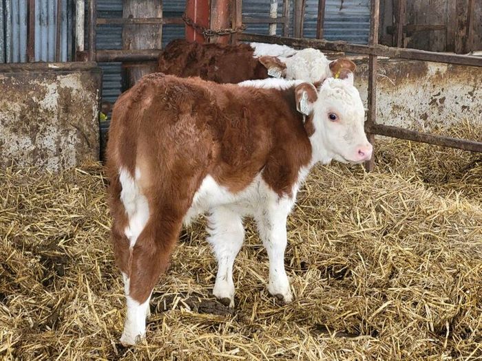 Hereford bulls