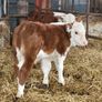 Hereford bulls Image 10