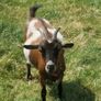 Female Pygmy Goats Image 3
