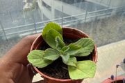 Cuban oregano plant