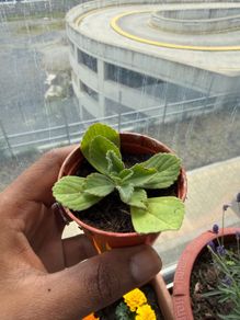Cuban oregano plant
