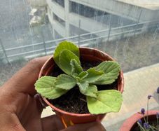 Cuban oregano plant