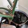 Mature Monstera Deliciosa (Swiss Cheese Plant) Image 3