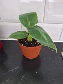 Banana plant