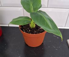 Banana plant