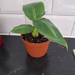 Banana plant