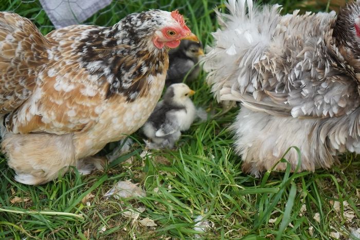 Chicks