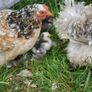 Chicks Image 7