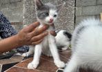 kitten