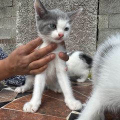 kitten