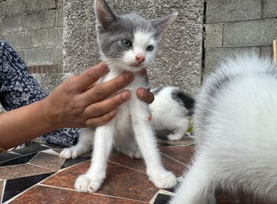 kitten