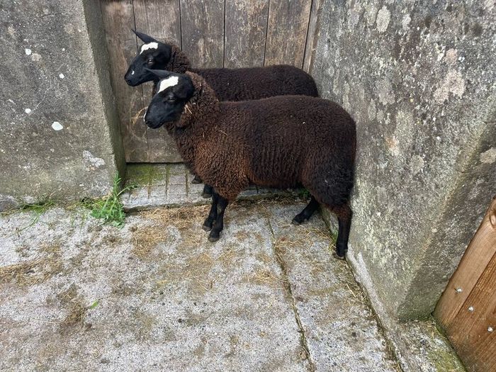 Ewe lambs