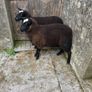 Ewe lambs Image 2