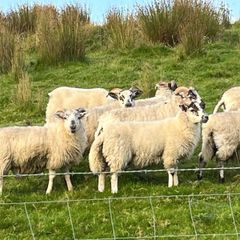 37 full symbol organic ram Aberfield cross ram lam