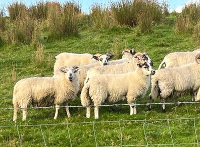 37 full symbol organic ram Aberfield cross ram lam