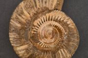 Fossilized prehistoric ammonite , With display case.