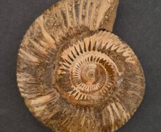 Fossilized prehistoric ammonite , With display case.