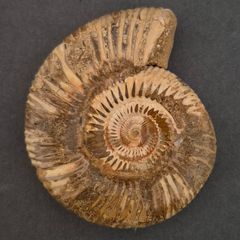 Fossilized prehistoric ammonite , With display case.