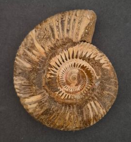 Fossilized prehistoric ammonite , With display case.