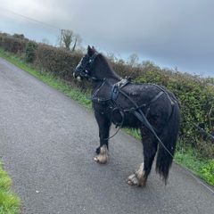 horses,pony