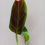 No.2 Philodendron Subhastatum Variegated Image 6