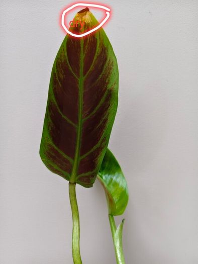 No.2 Philodendron Subhastatum Variegated