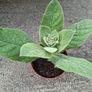 Verbascum thapsus (Common Mullein) Image 3