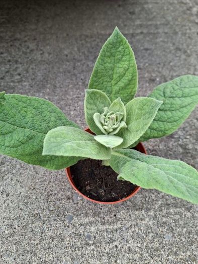 Verbascum thapsus (Common Mullein)