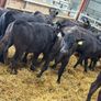 AA Heifer Weanlings Image 8
