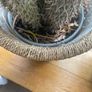 cactus Image 5