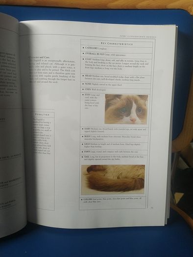 Giant Book of the Cat