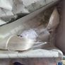 'Rainbow' wedding shoes UK 3.5 Image 2