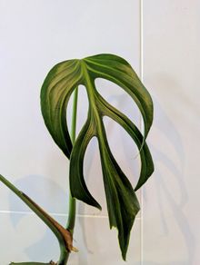 Monstera Burle Marxx flame Plant