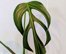 Monstera Burle Marxx flame Plant