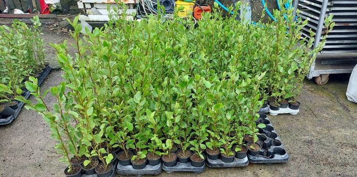 Griselinia Hedging