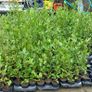Griselinia Hedging Image 5