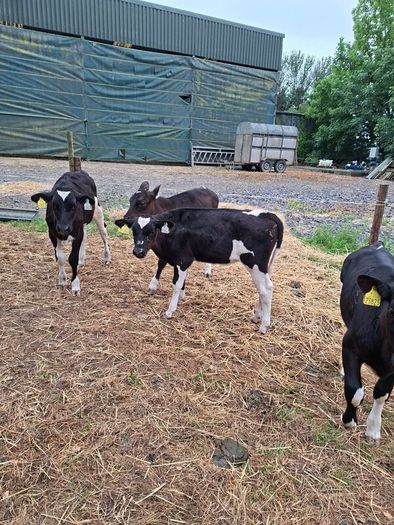 Dairy Calves.