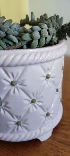 Plant Sedum Buritto