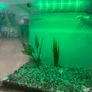 Fish tank Image 6