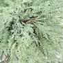 New 58cm high bespoke indoor/outdoor rustic rattan planter with faux tree Image 4