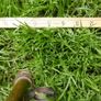 Victorian Brass Fire Dog or Antique Andiron Image 10