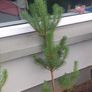 Small Christmas tree for planting Image 2