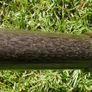 Antique Police Batton  Night Stick Vintage Ebony Wood Image 4