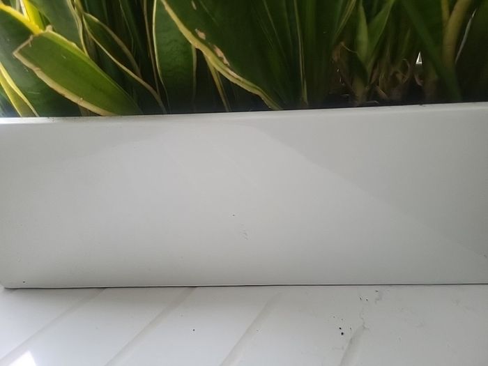 Sansevieria Laurentii planter