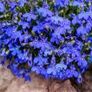 (L) Edging Lobelia Blue seeds 0.2g (180313) Image 2