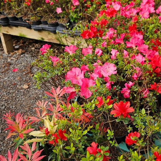 Shrubs and Garden Plants