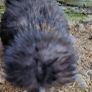 Usa Silkie Chicks And Fertile Eggs Image 6